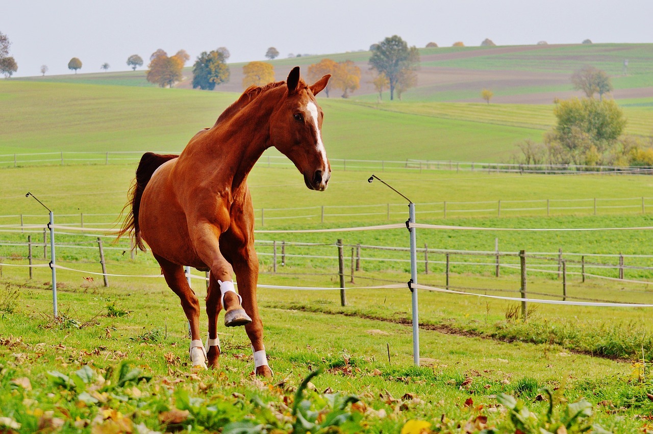 horse animal ride free photo