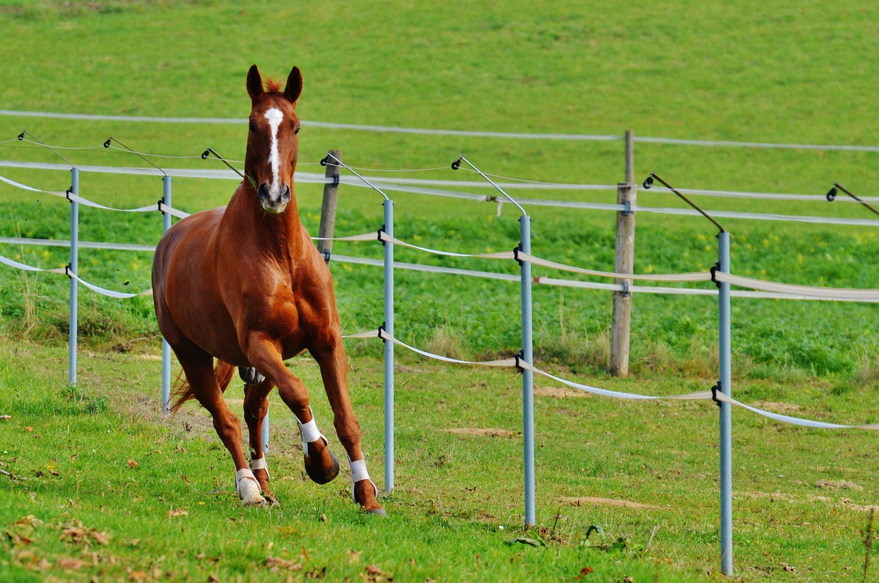 horse animal ride free photo