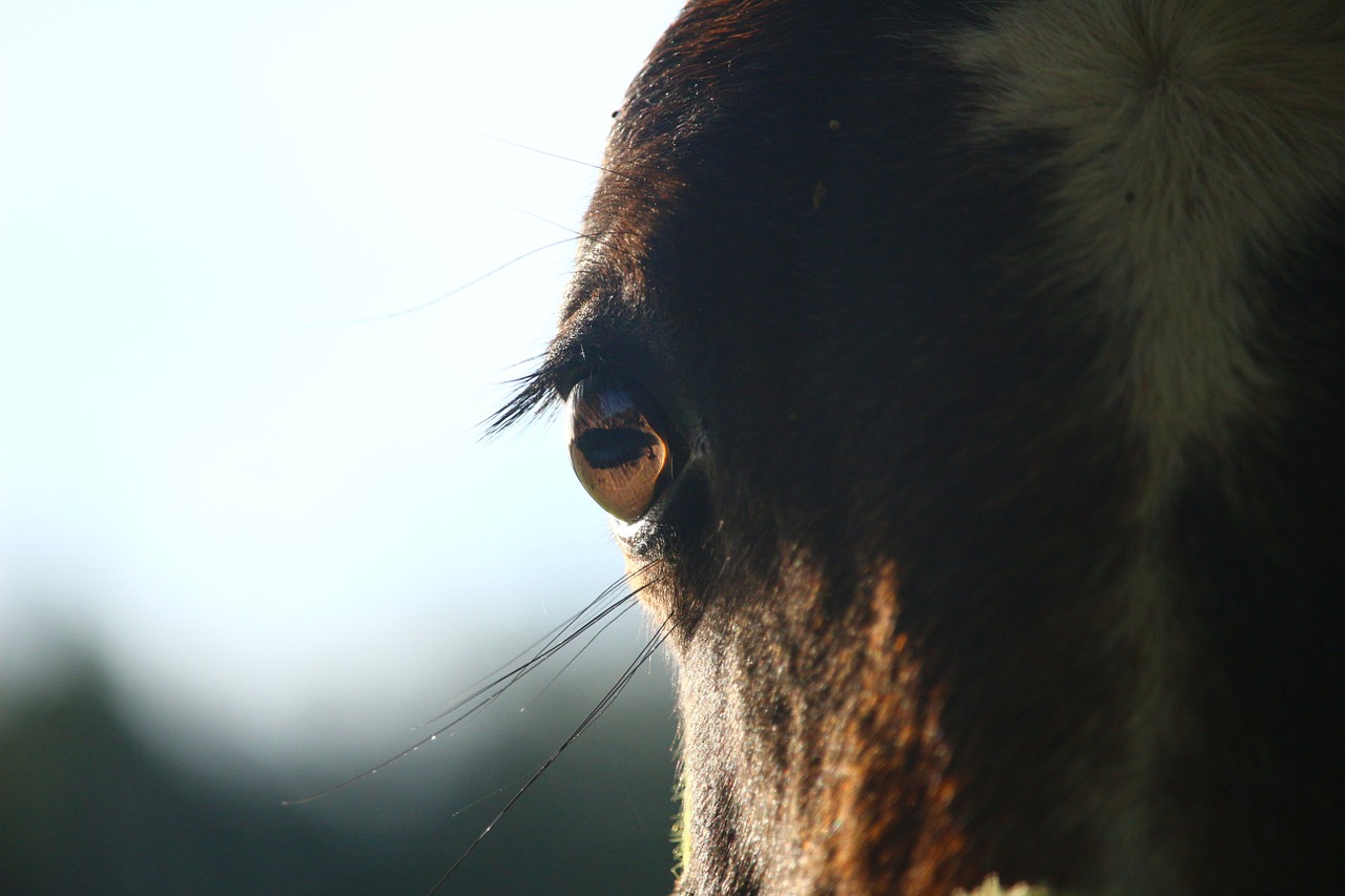 horse horse eye foal free photo