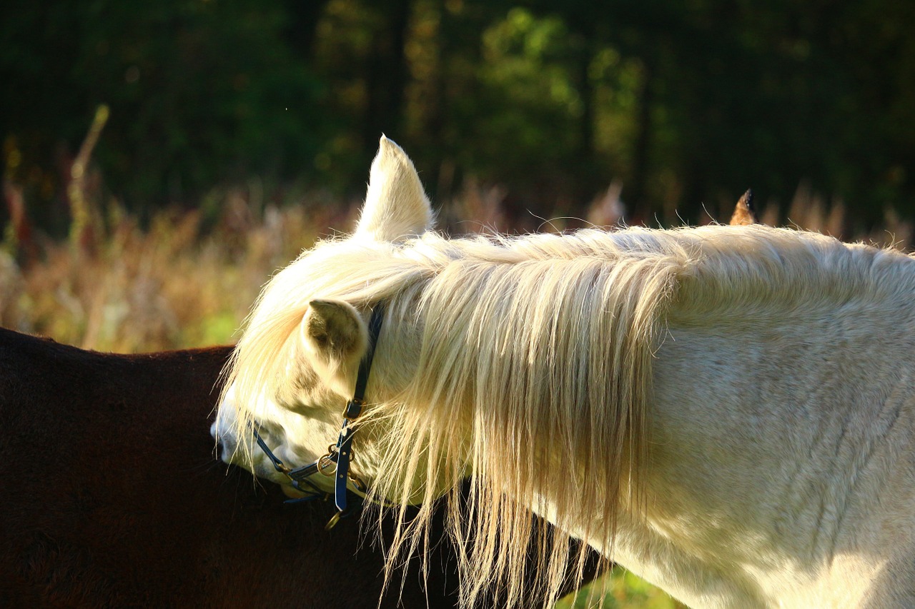 horse mold thoroughbred arabian free photo