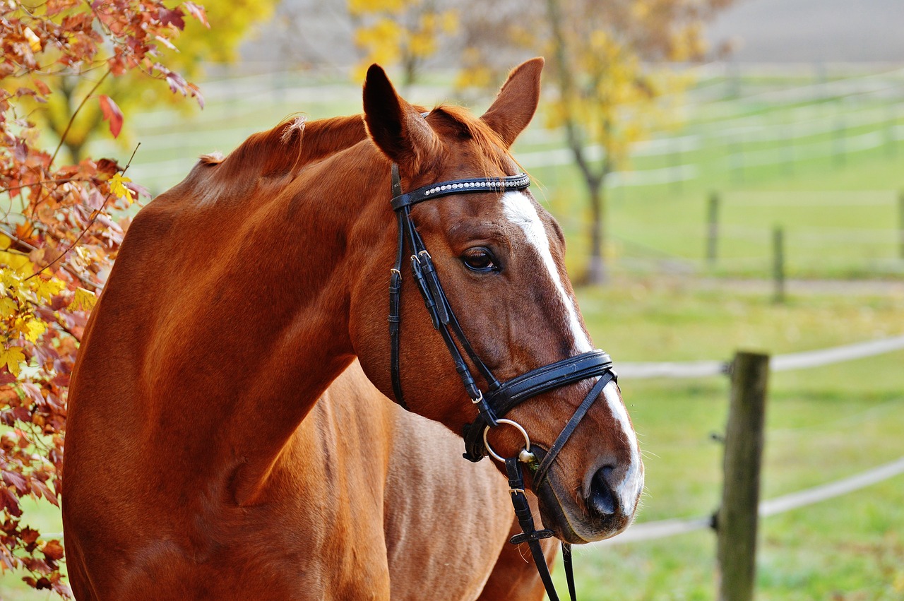 horse animal ride free photo