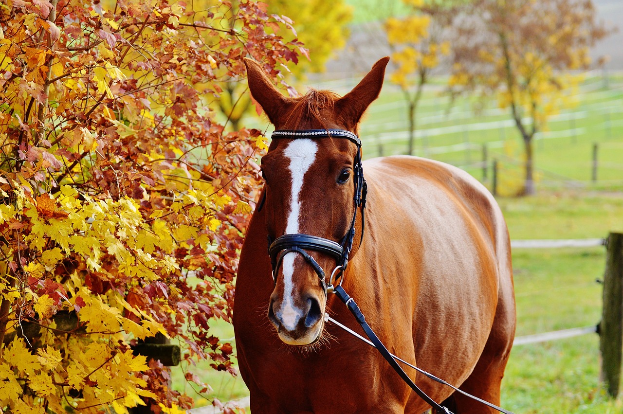 horse animal ride free photo