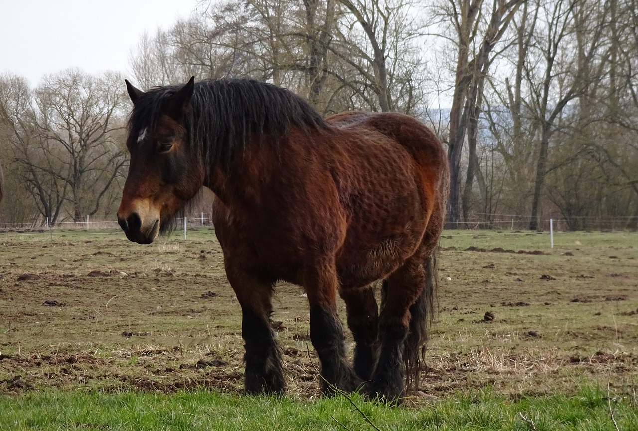 horse pasture kaltblut free photo