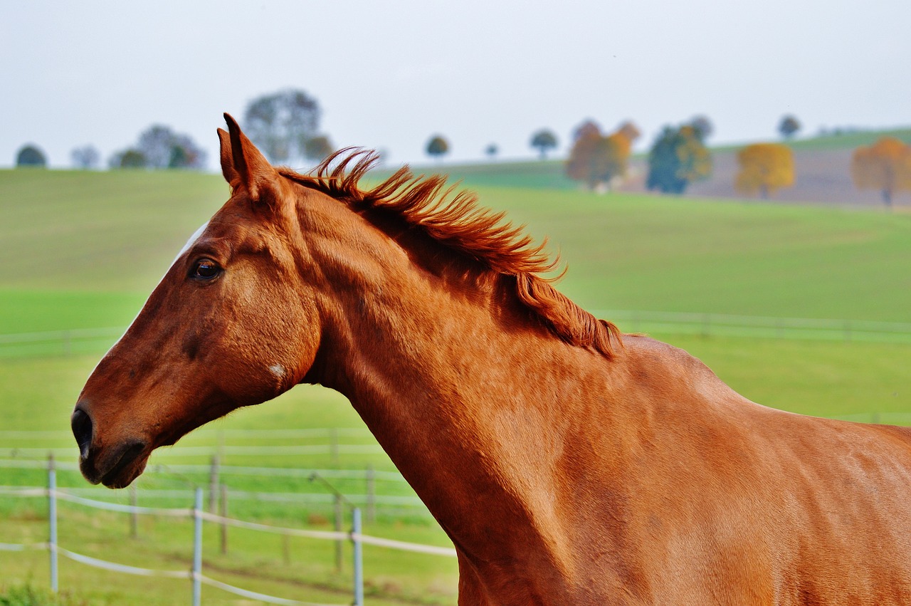 horse animal ride free photo