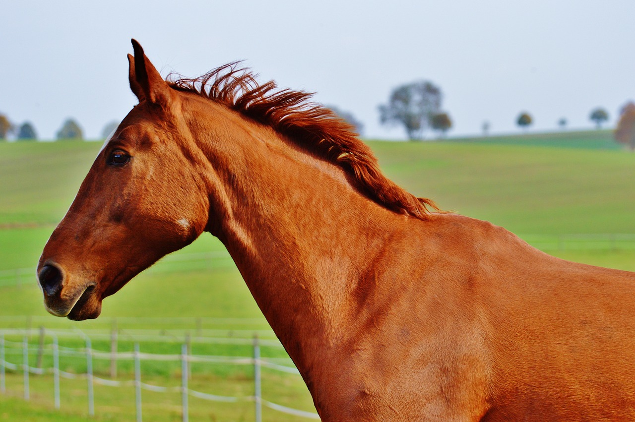 horse animal ride free photo