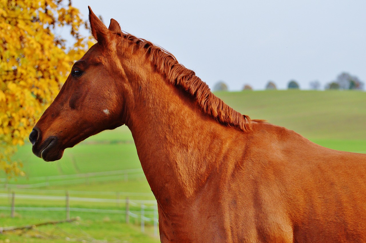 horse animal ride free photo