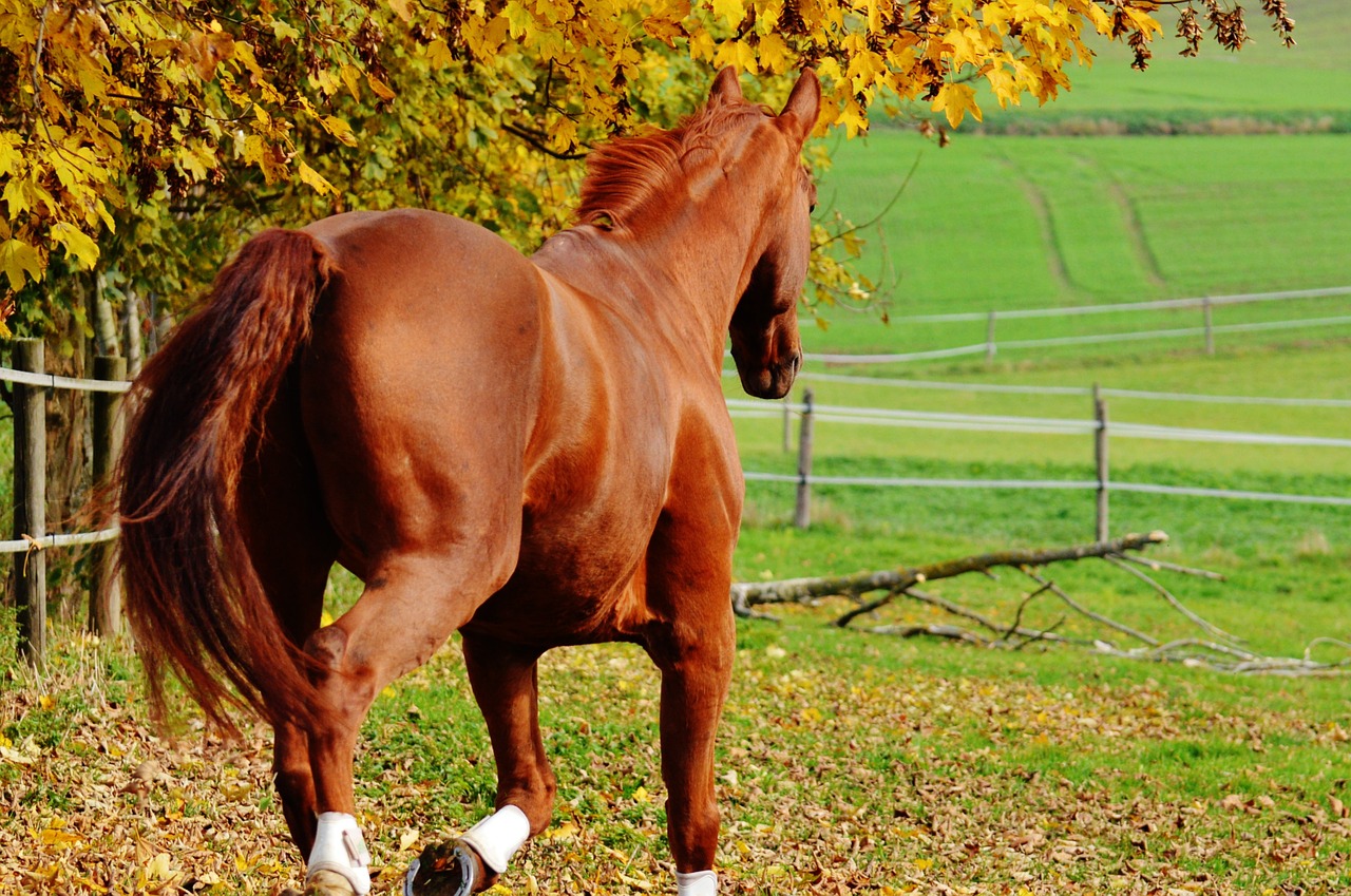 horse animal ride free photo