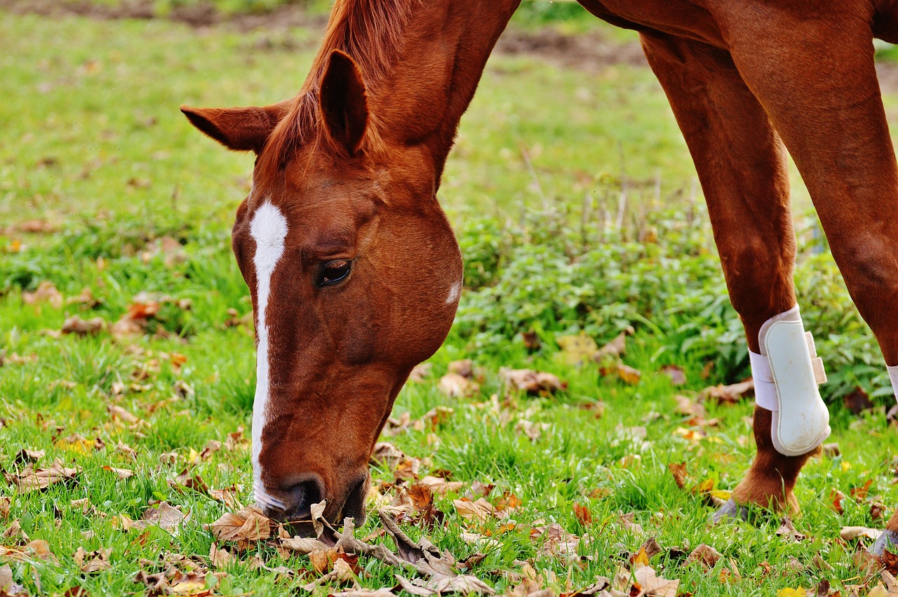 A horse is an animal