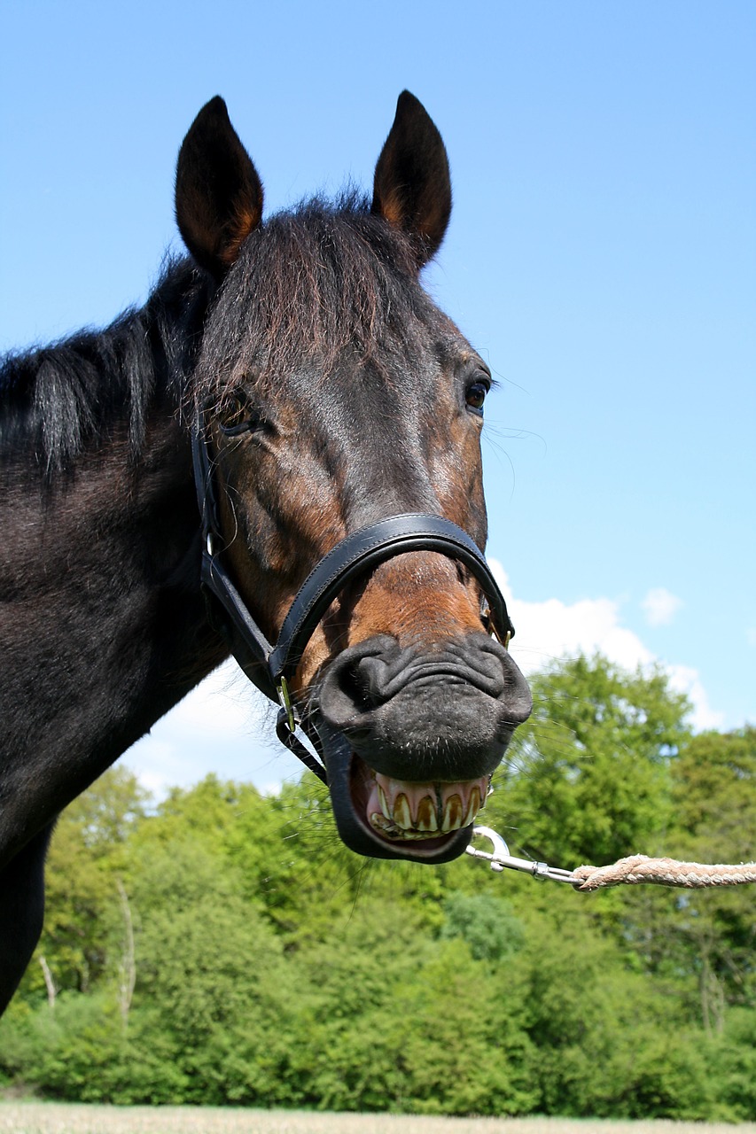 horse laughing animal free photo