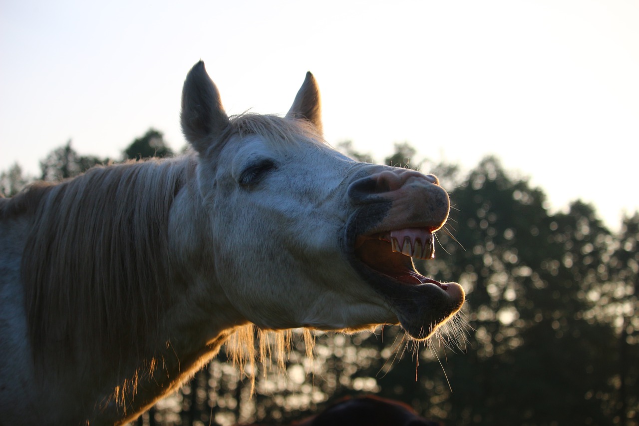 horse stallion yawn free photo