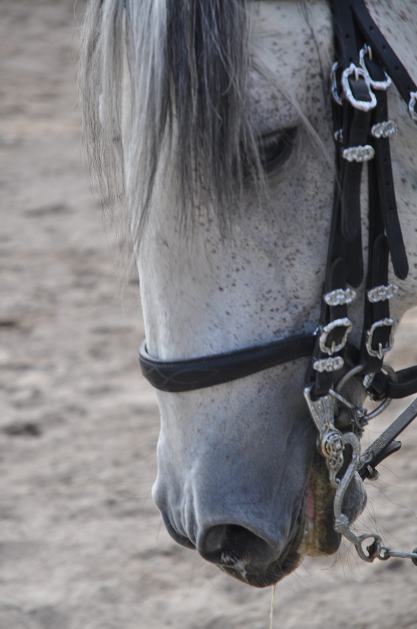 horse face portrait free photo