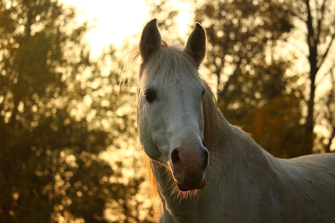 horse stallion mold free photo