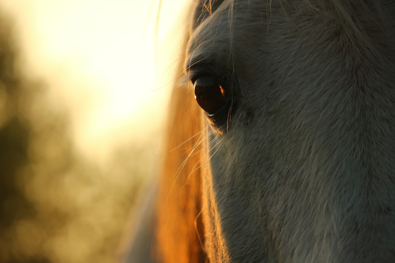 horse mold thoroughbred arabian free photo