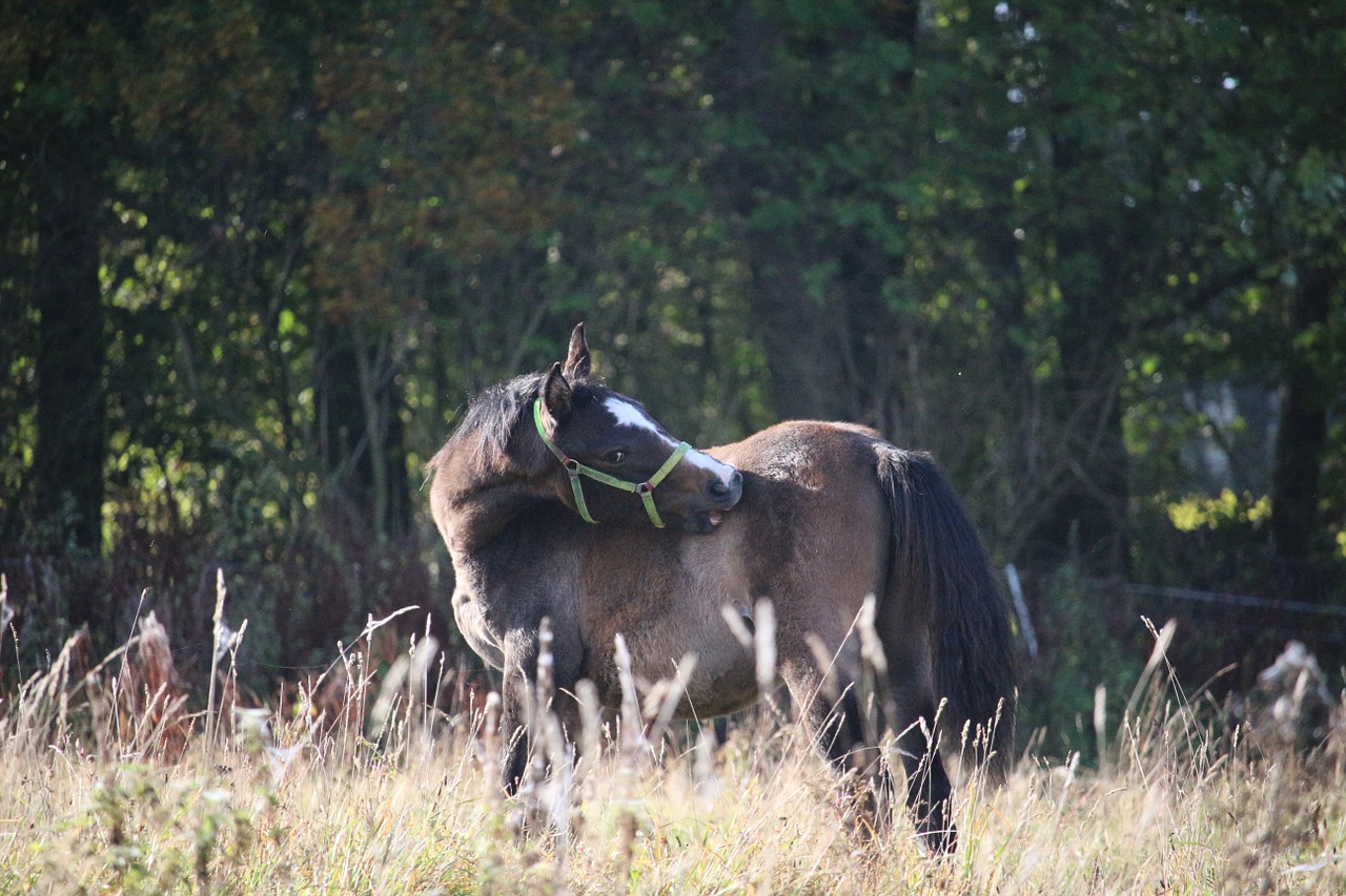 horse autumn foal free photo