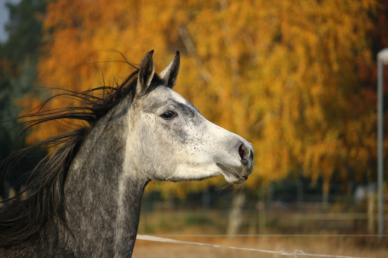 horse thoroughbred arabian mare free photo