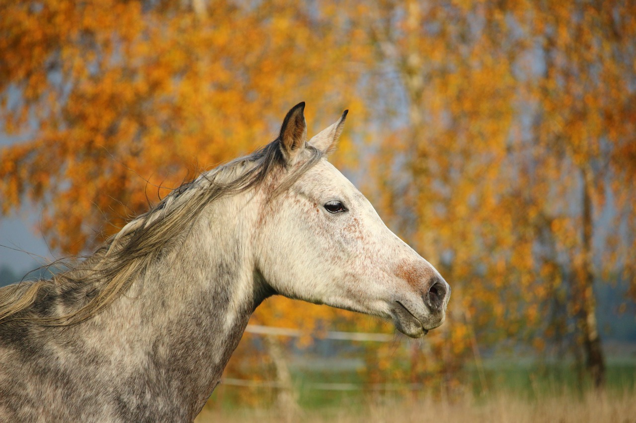 horse thoroughbred arabian mare free photo