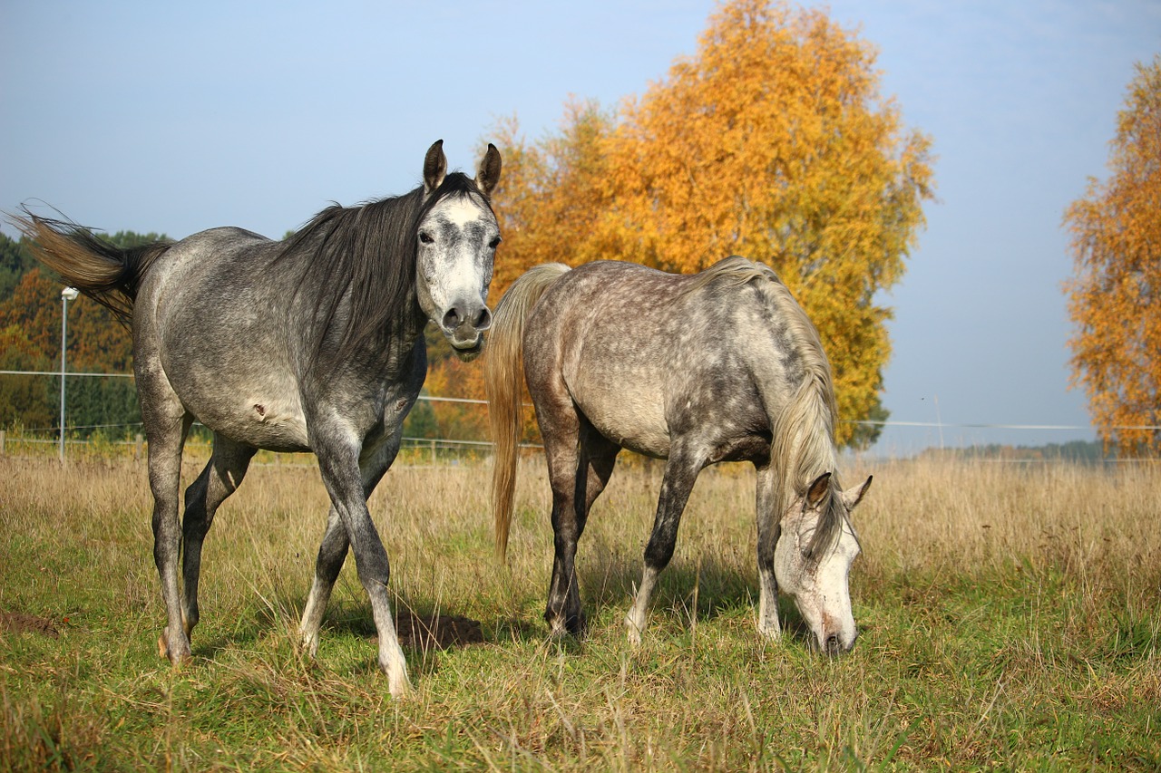 horse thoroughbred arabian mare free photo