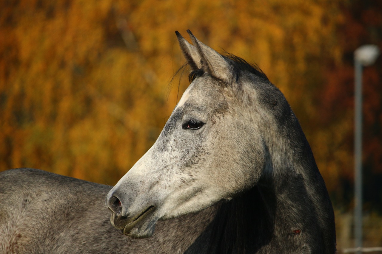 horse thoroughbred arabian mare free photo