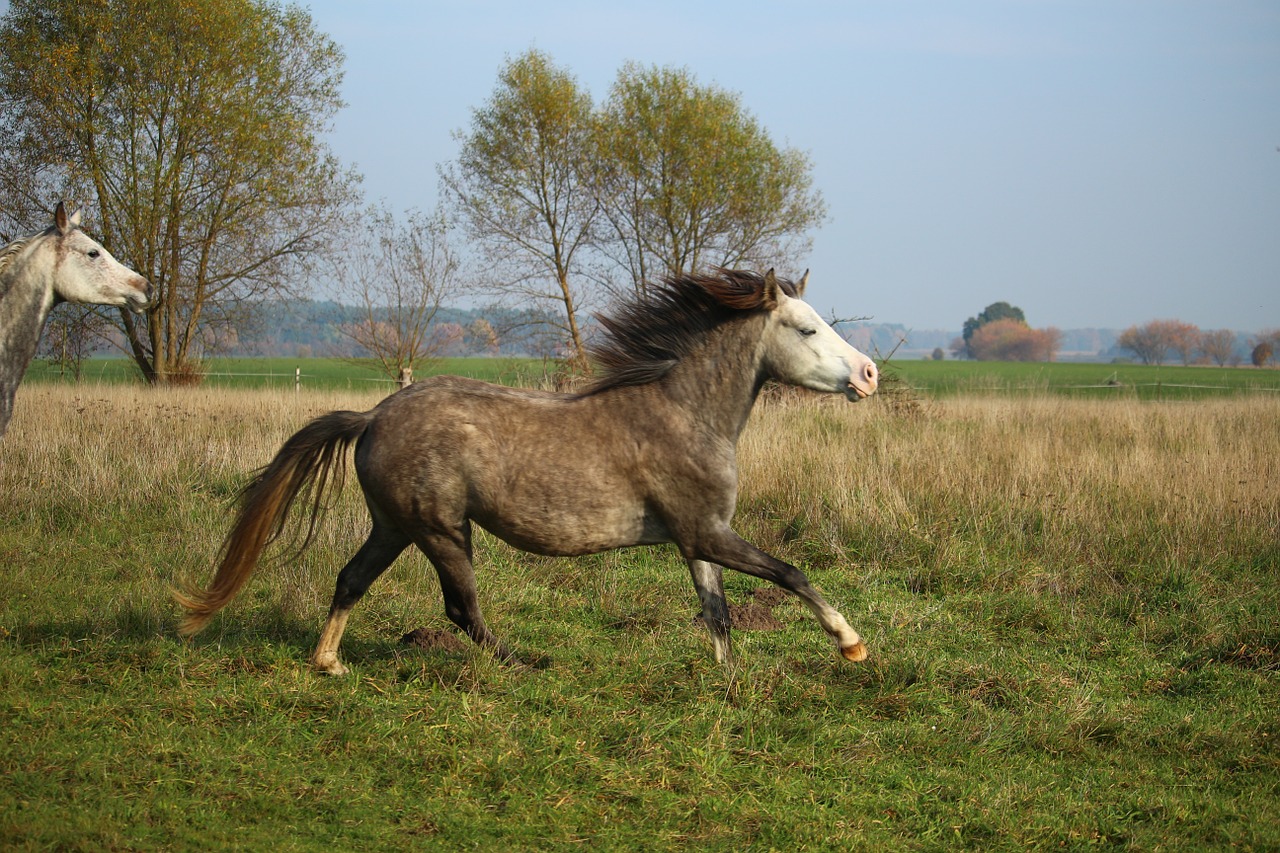 horse thoroughbred arabian mare free photo