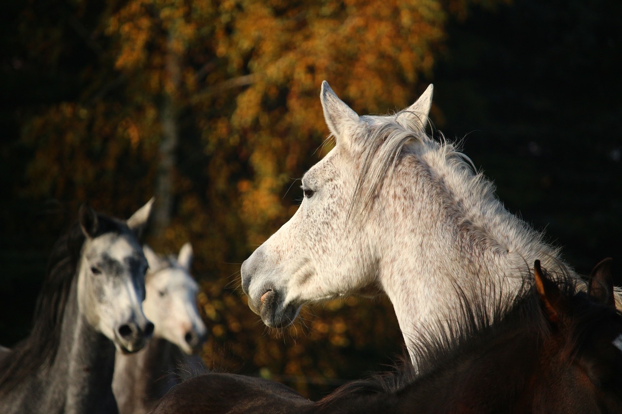 horse thoroughbred arabian mare free photo