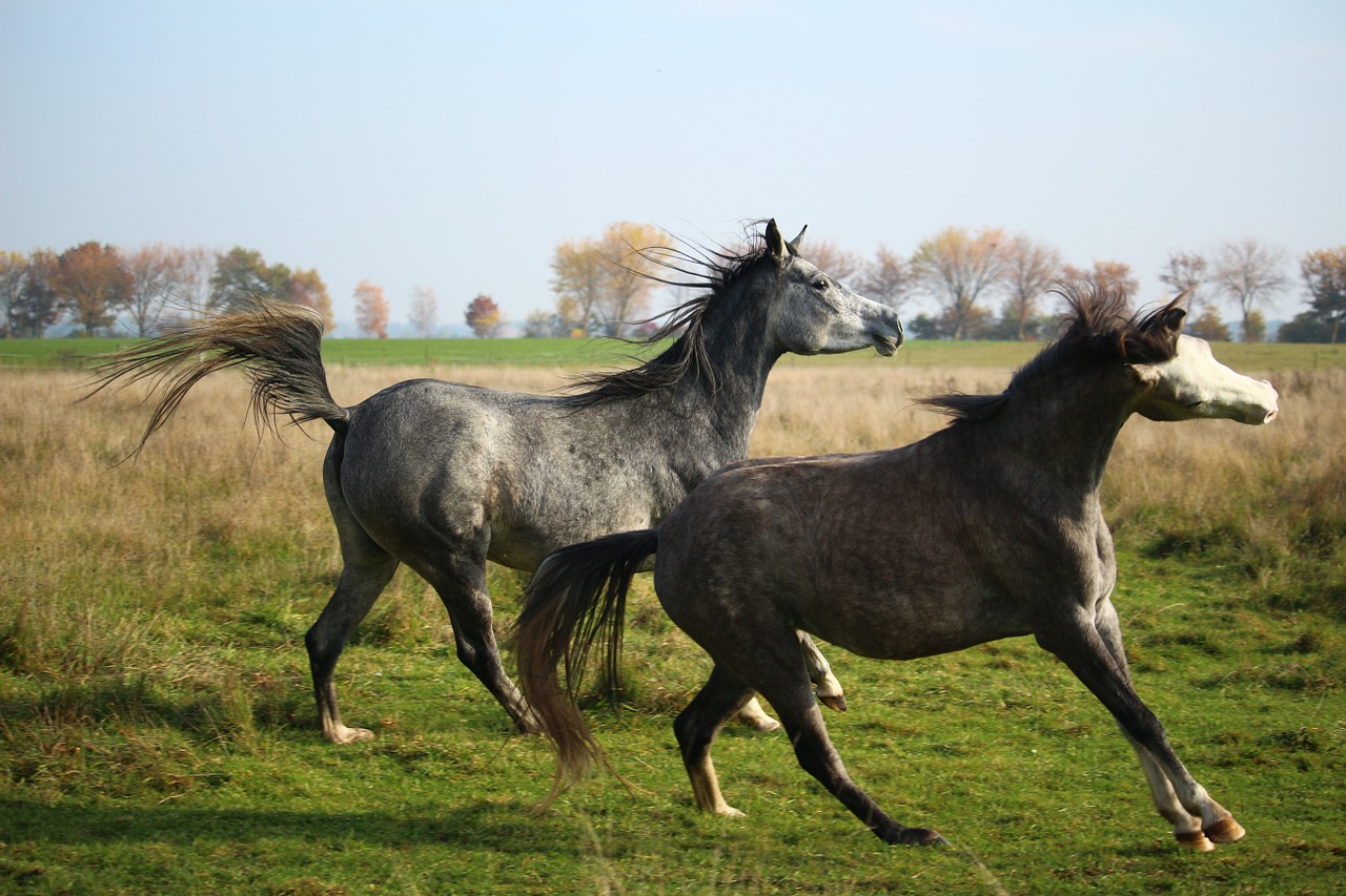 horse mold thoroughbred arabian free photo