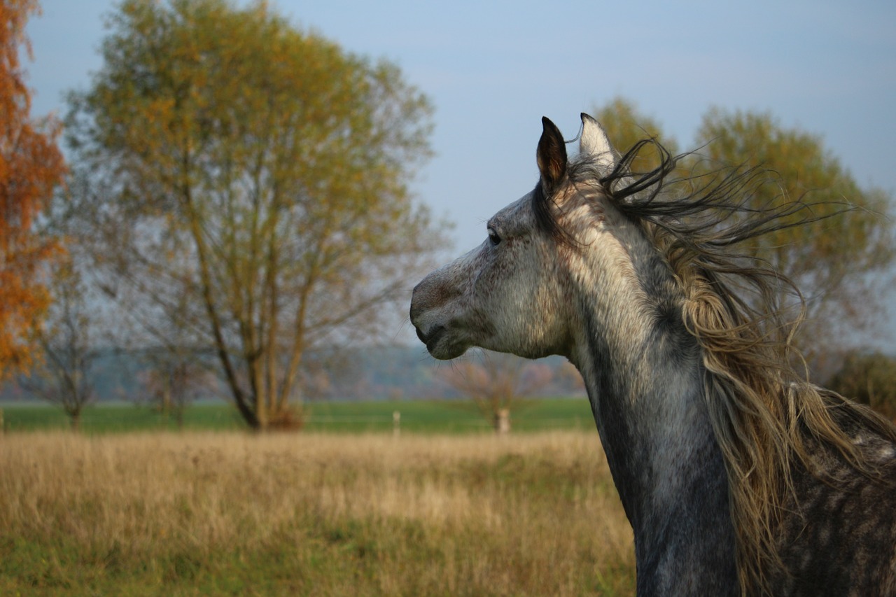 horse mold thoroughbred arabian free photo