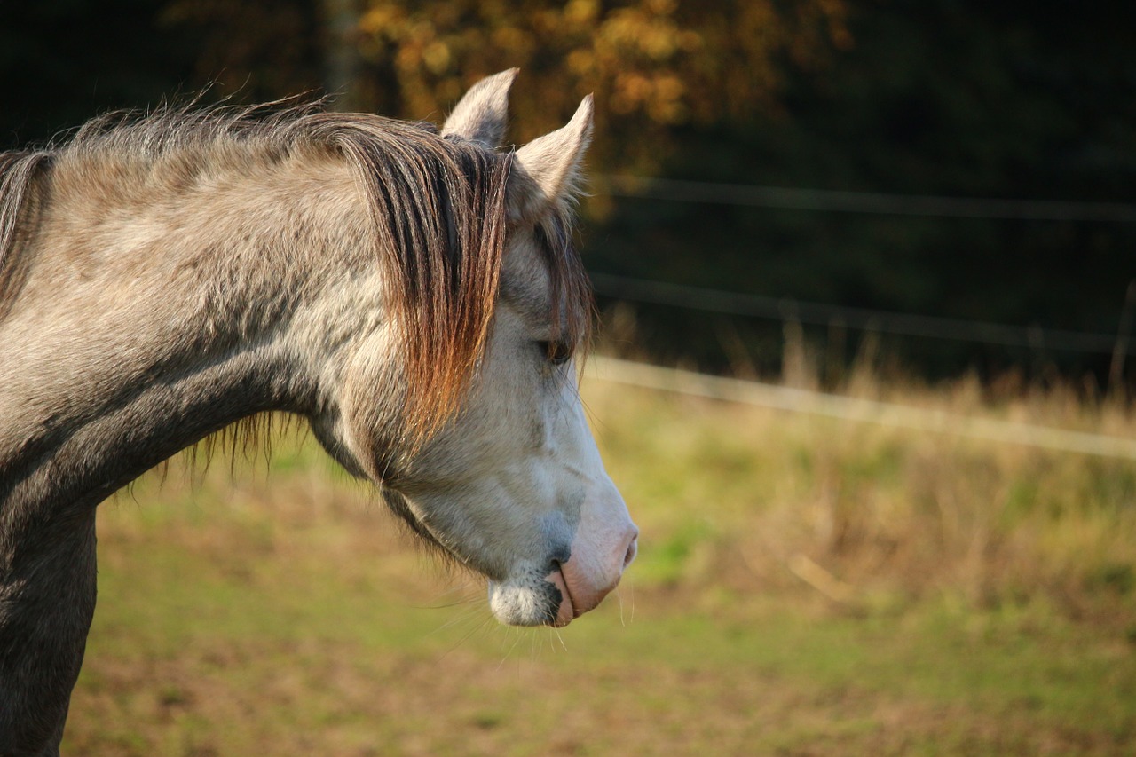 horse mold thoroughbred arabian free photo