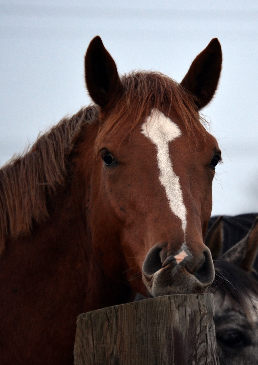 horse animal portrait portrait free photo