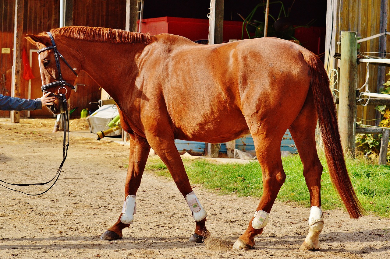 horse animal ride free photo