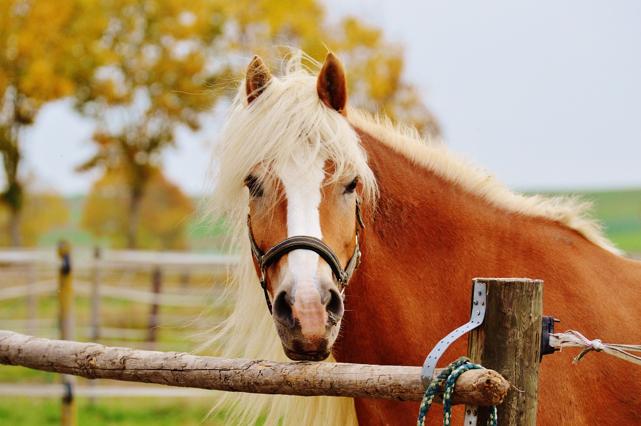 horse animal ride free photo