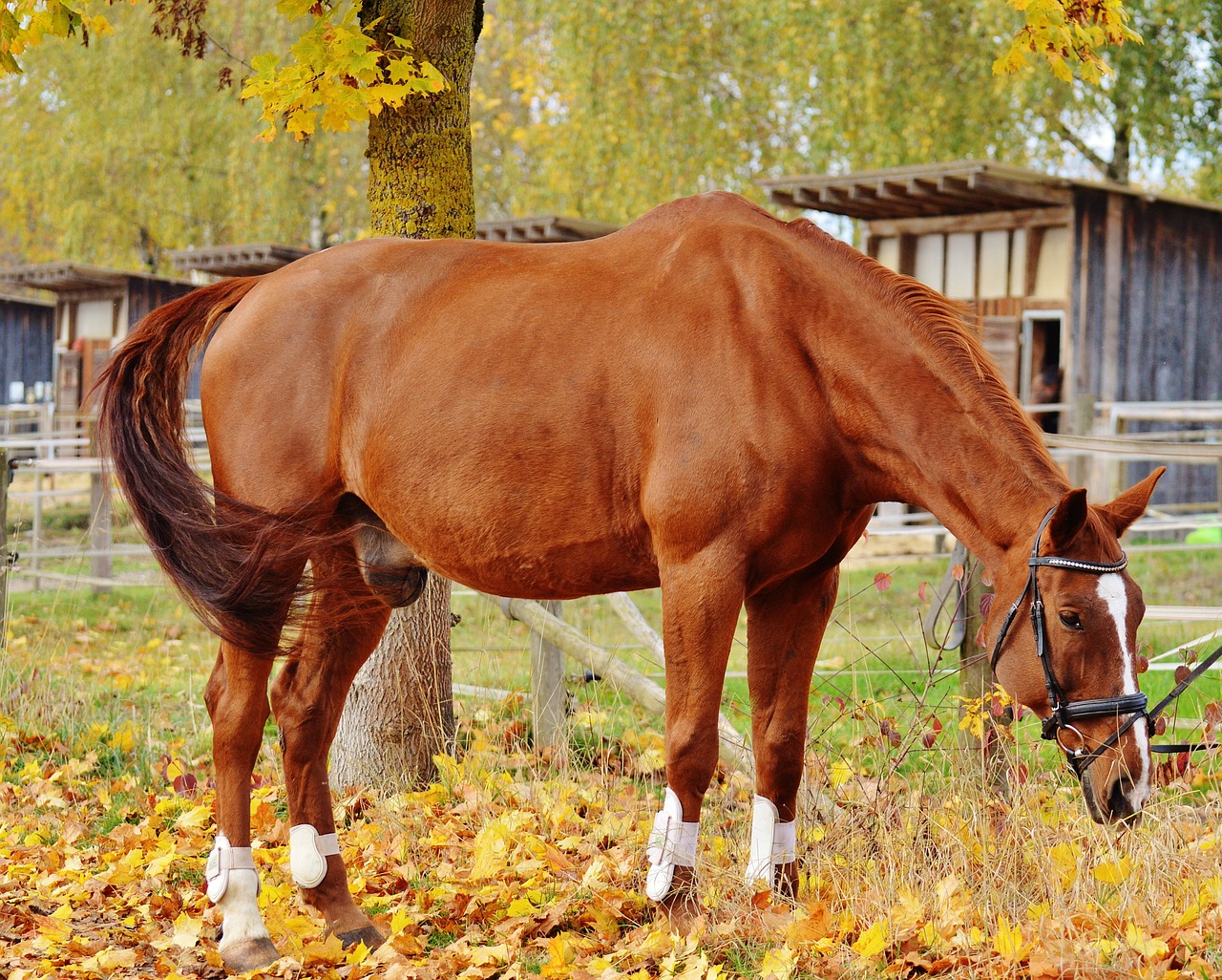 horse animal ride free photo