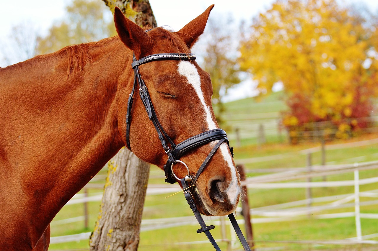 horse animal ride free photo