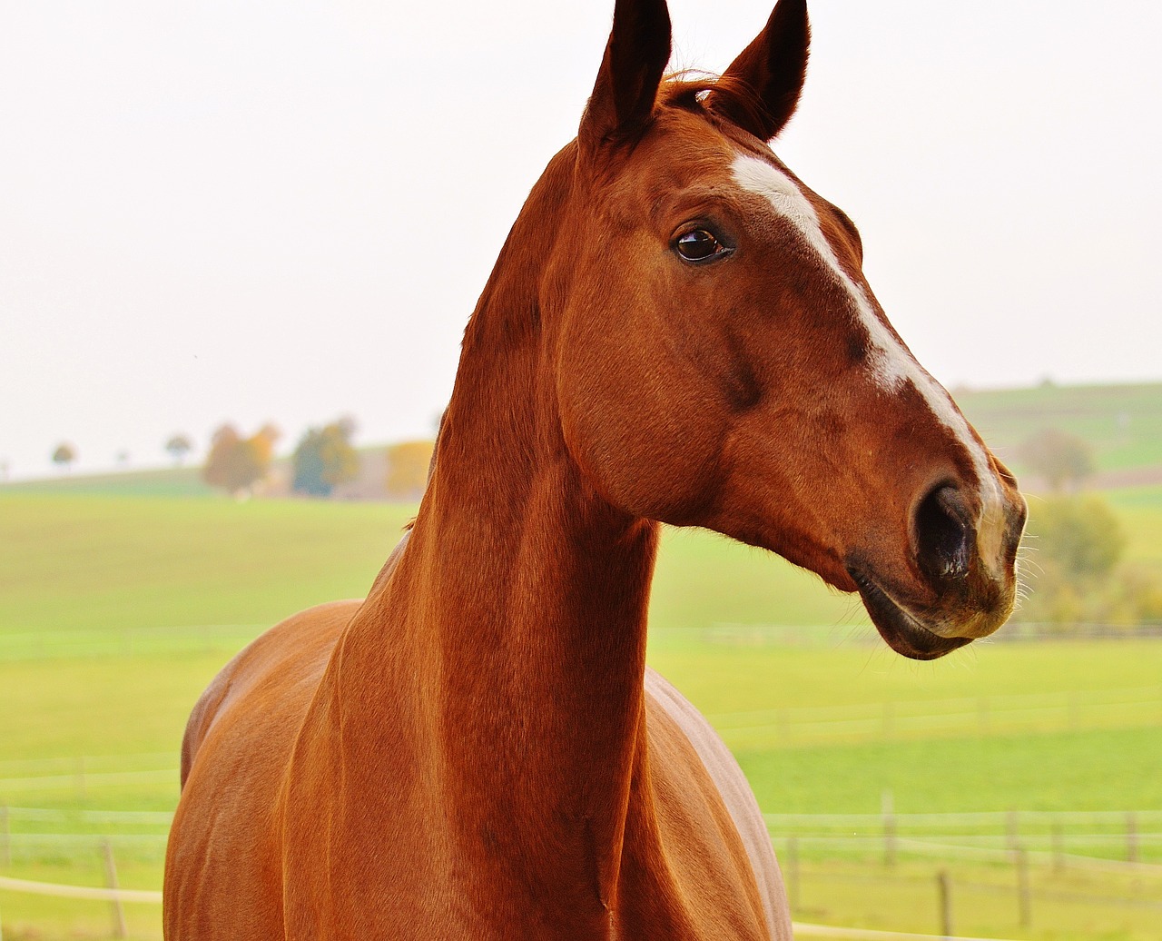 horse animal ride free photo