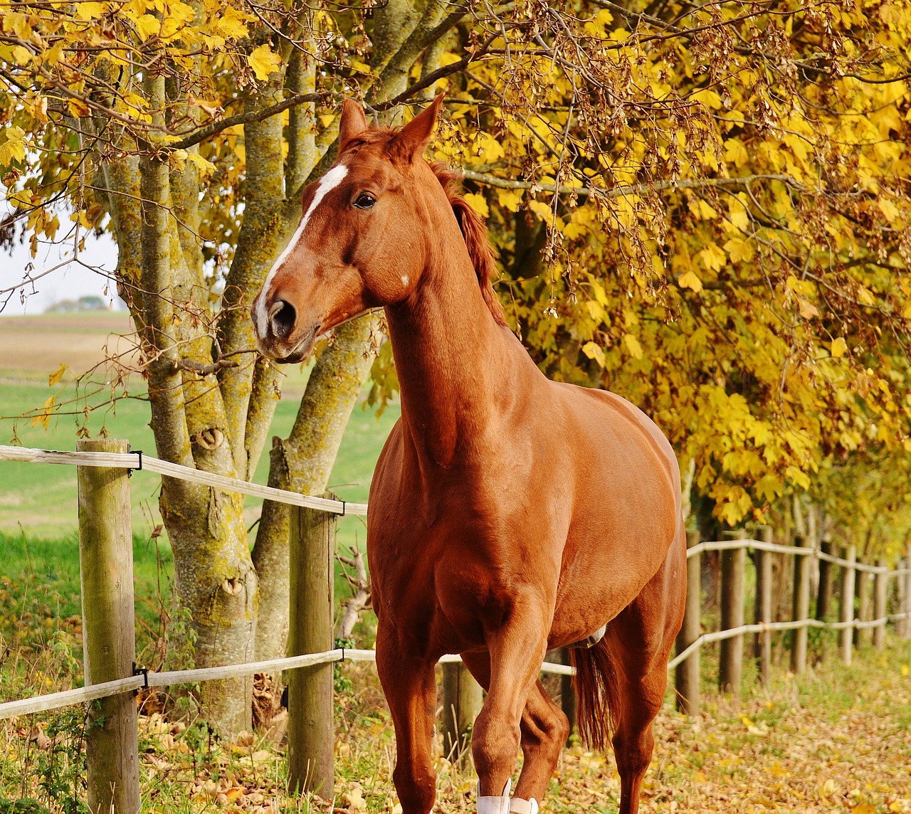 horse animal ride free photo