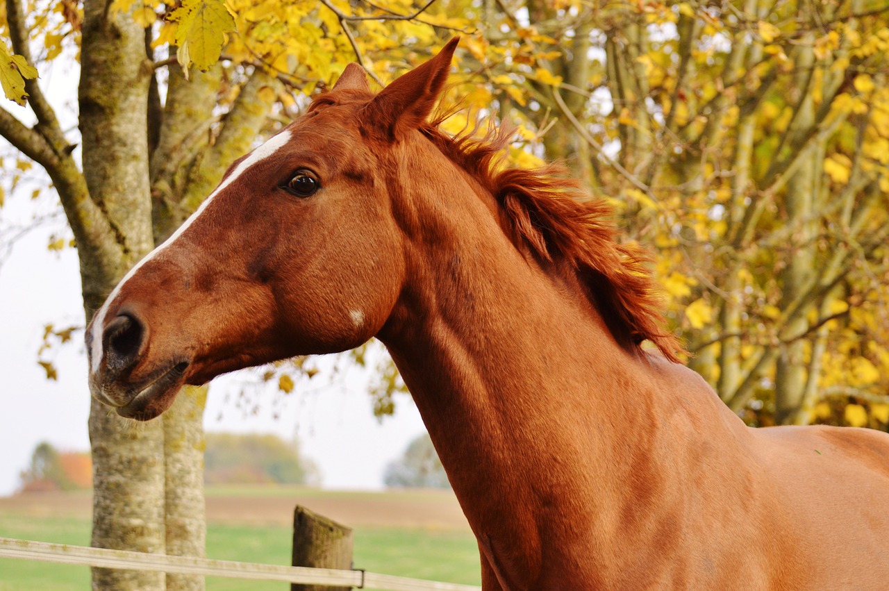 horse animal ride free photo