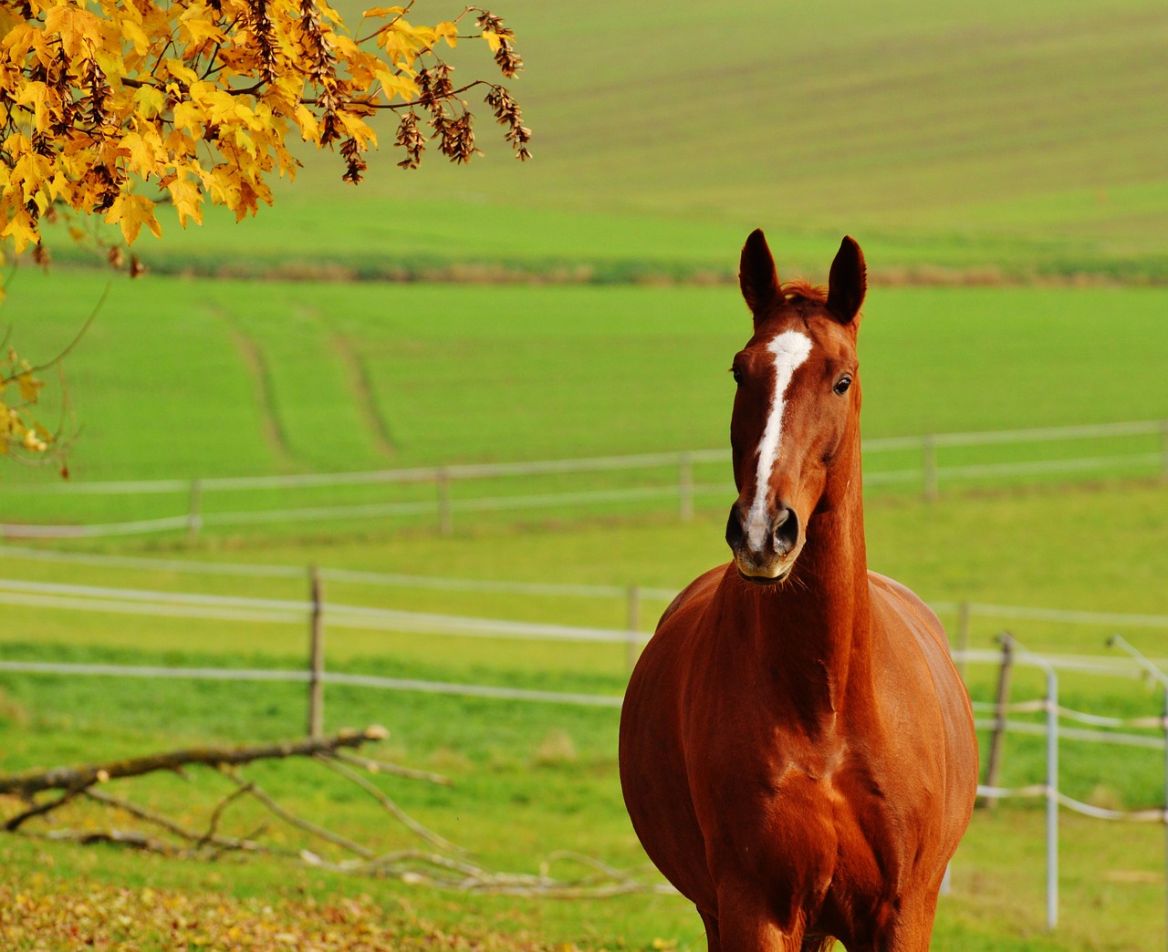 horse animal ride free photo