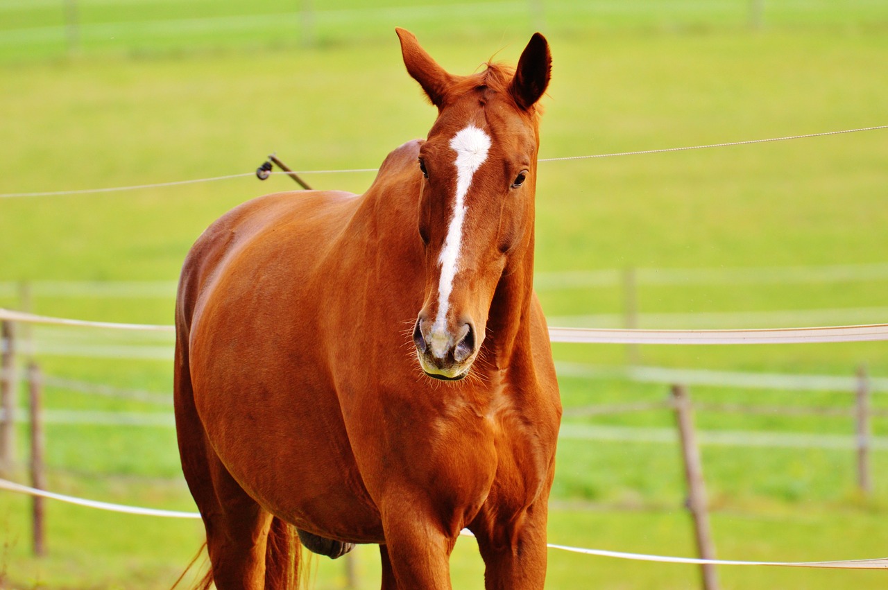 horse animal ride free photo