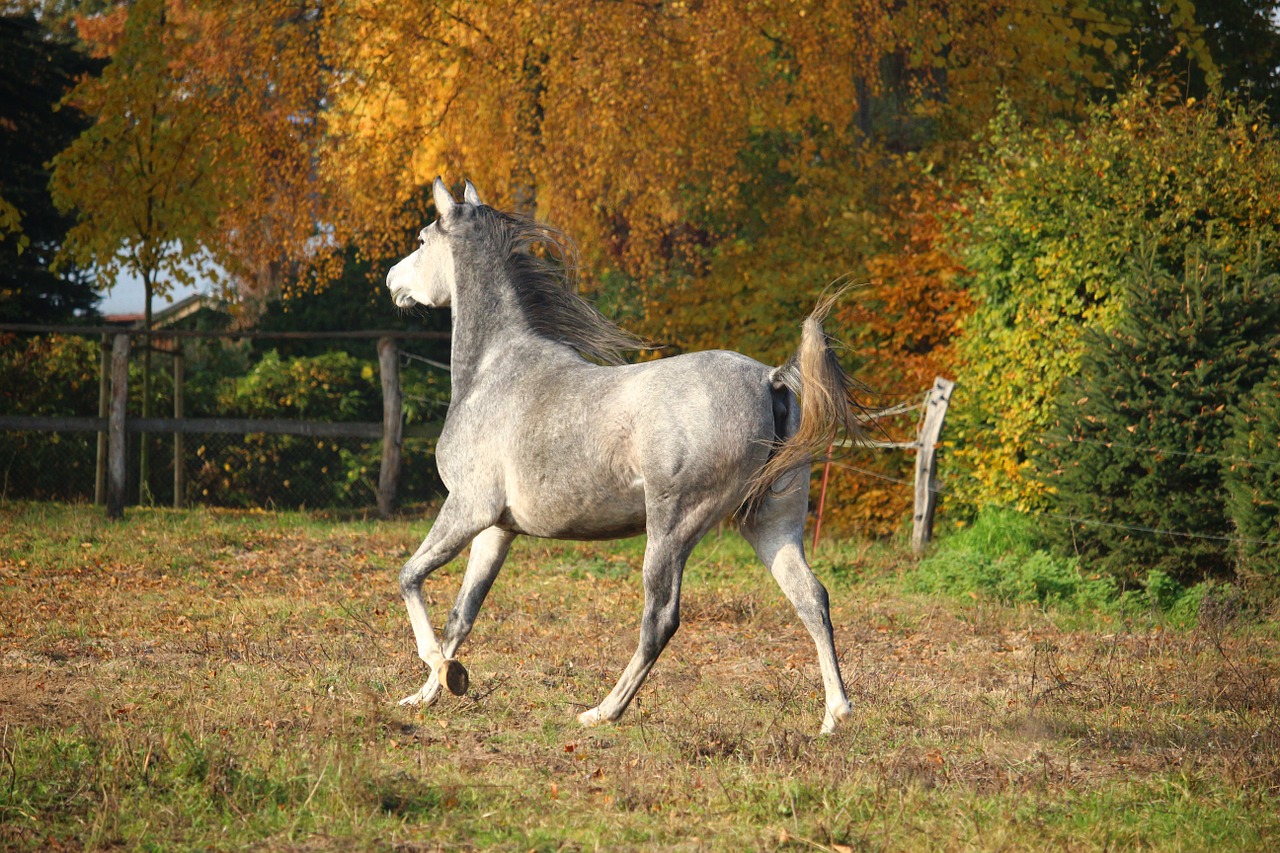 horse mold thoroughbred arabian free photo