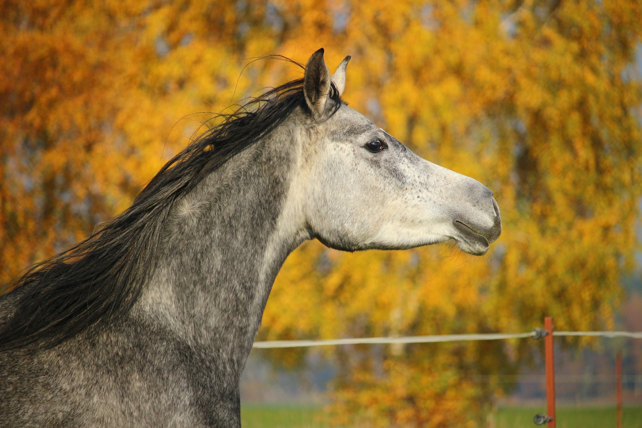 horse mold thoroughbred arabian free photo