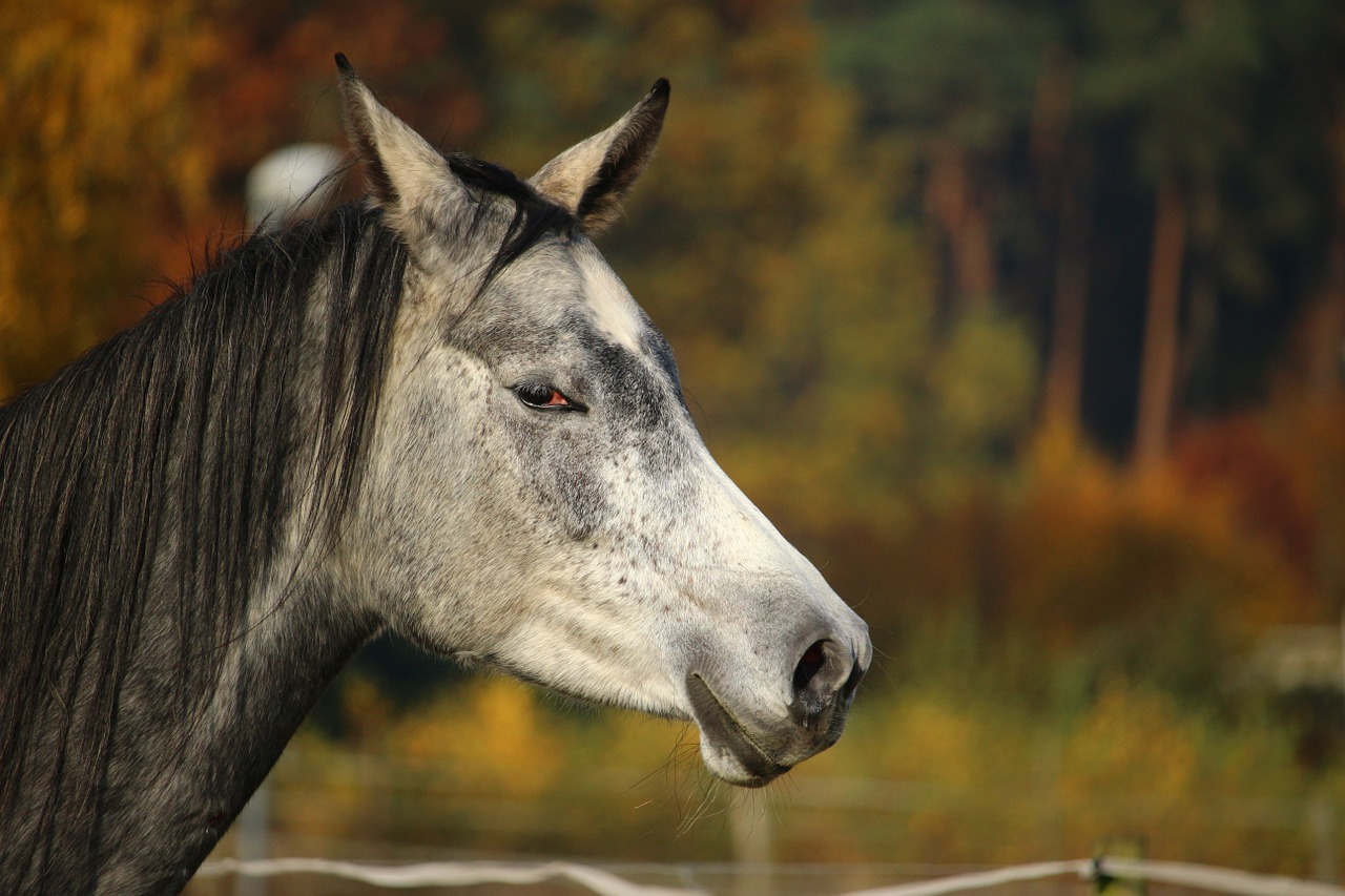 horse mold thoroughbred arabian free photo