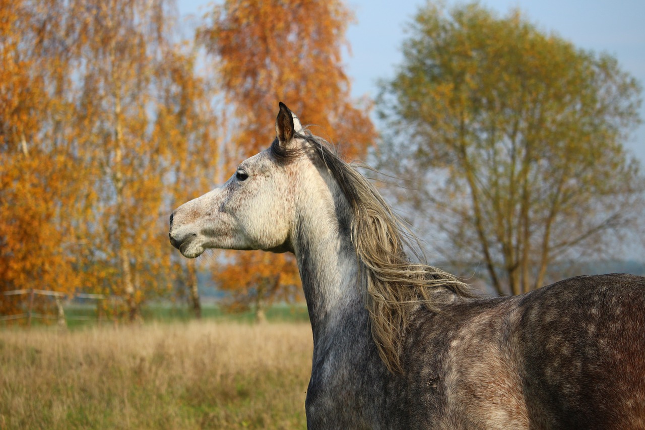 horse mold thoroughbred arabian free photo