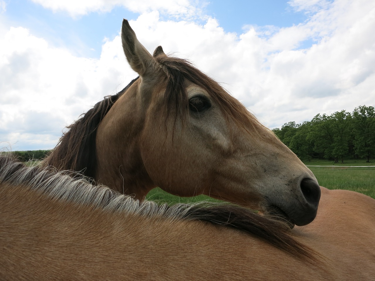 horse ranch country free photo