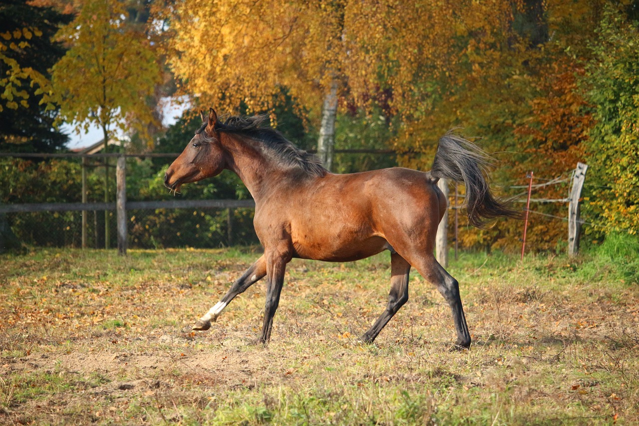 horse brown stallion free photo