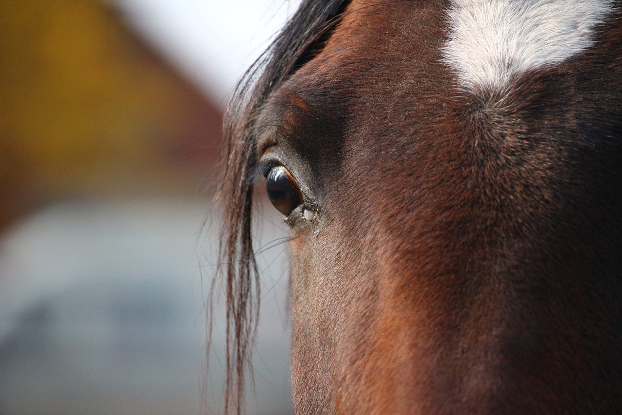 horse brown stallion free photo