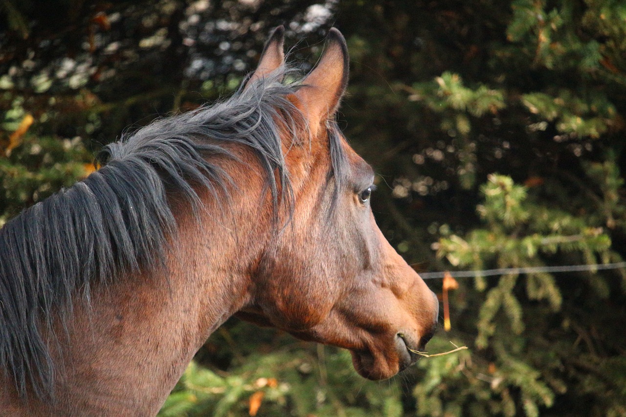 horse brown stallion free photo