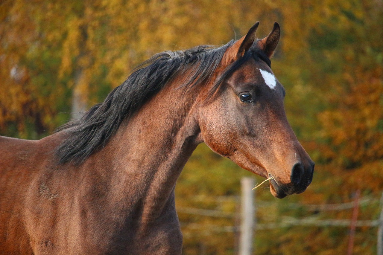 horse brown stallion free photo