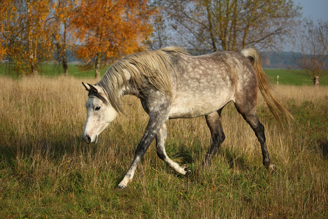 horse mold thoroughbred arabian free photo