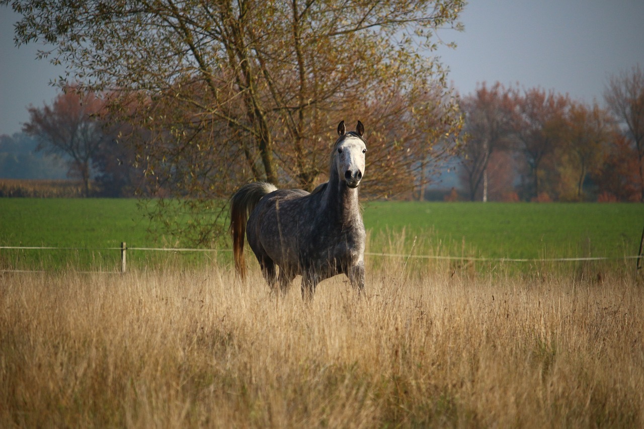 horse mold thoroughbred arabian free photo