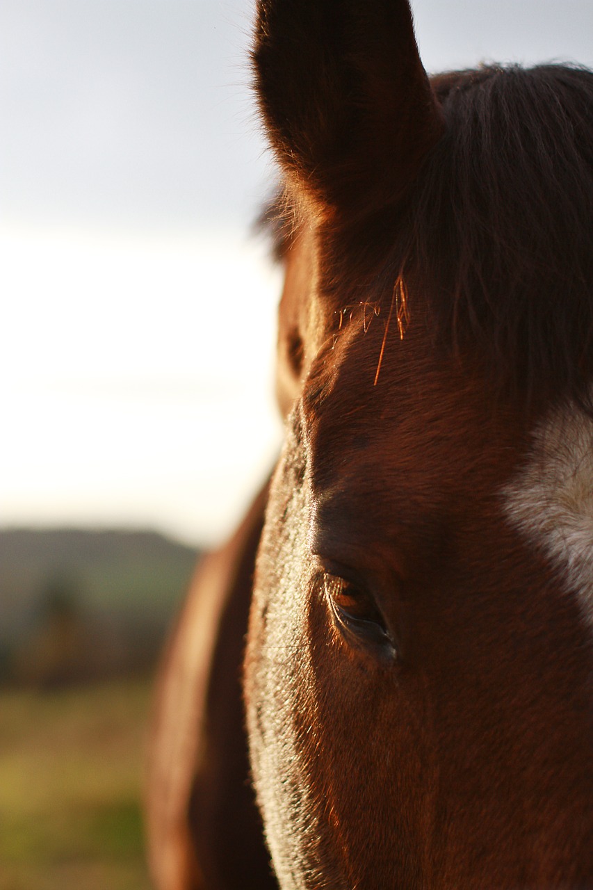 horse brown mare free photo