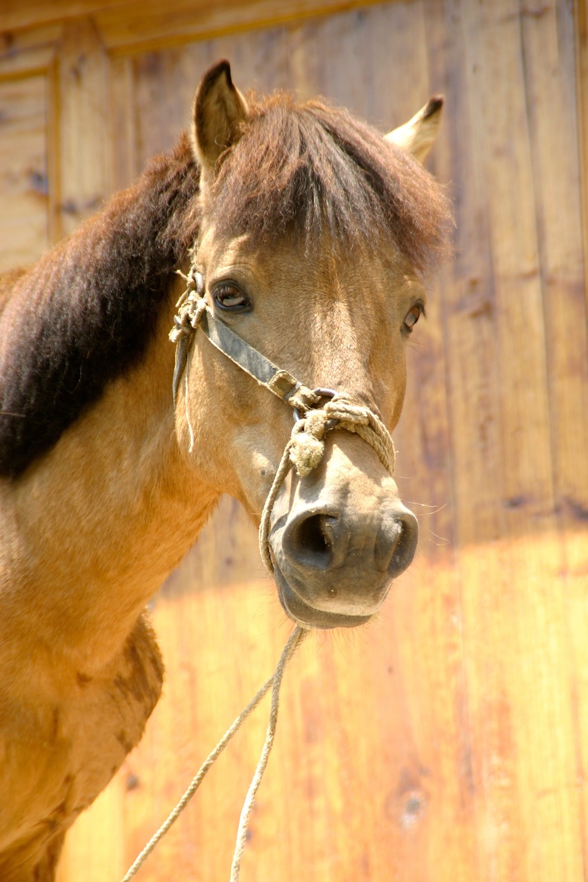 horse china gaul free photo